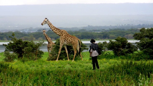umaGiraffes2