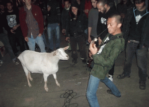 This goat recognizes and apparently enjoys metal.  Possibly using a furrier transform...